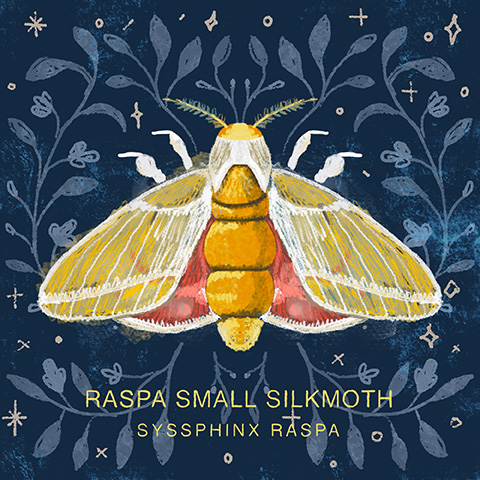 Arizona moth 01
