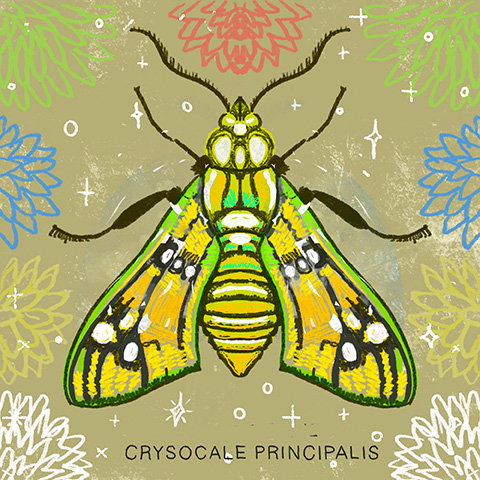 Arizona moth 02