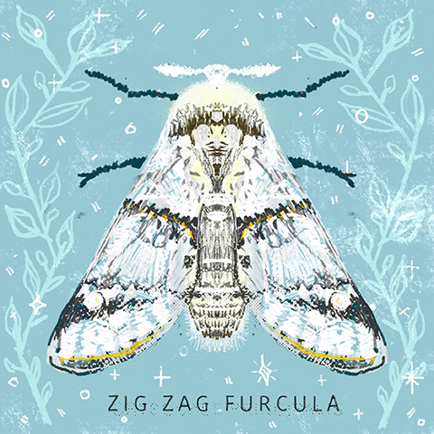 Arizona moth 03