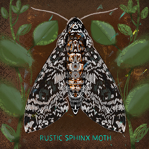 Arizona moth 04