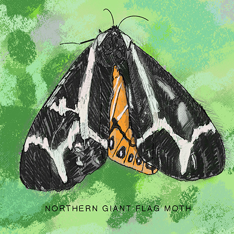 Arizona moth 06