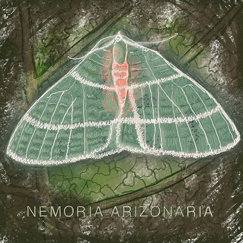 Arizona moth 07