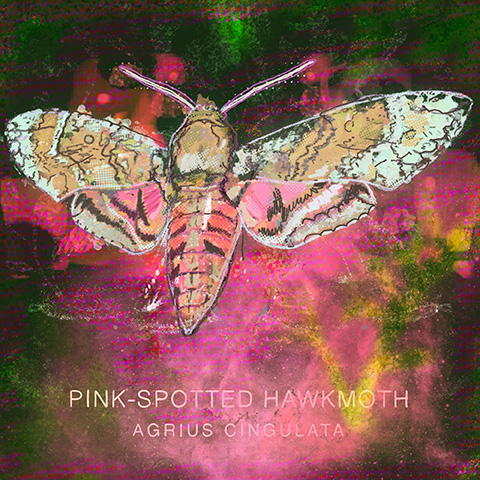 Arizona moth 08