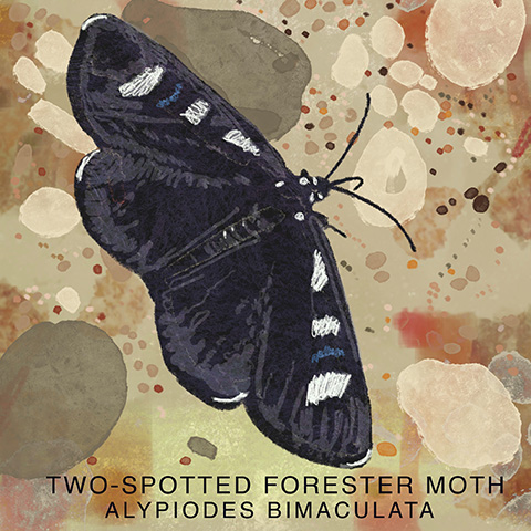 Arizona moth 10