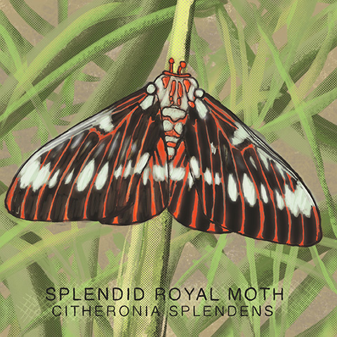 Arizona moth 11