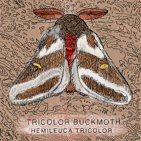 Arizona moth 12