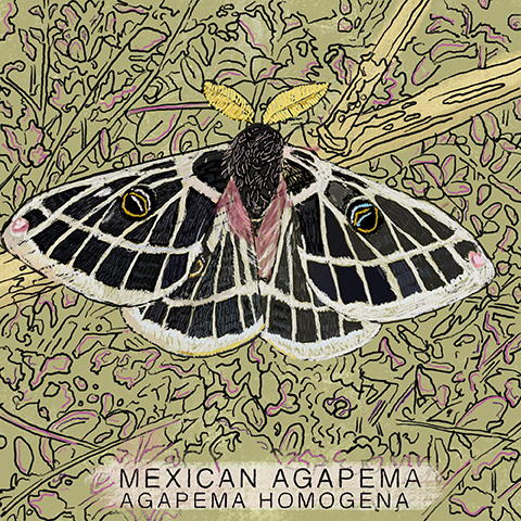 Arizona moth 13